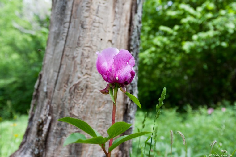 2016_06_05_Image # (00001)14776